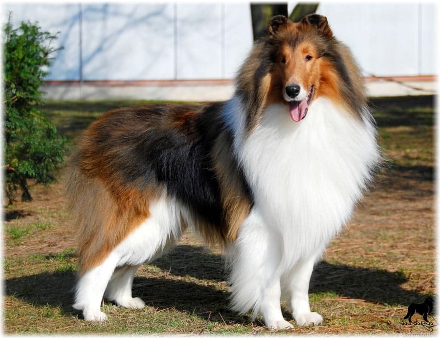 Колли собака - 80 фото самой роскошной длинношерстной овчарки
