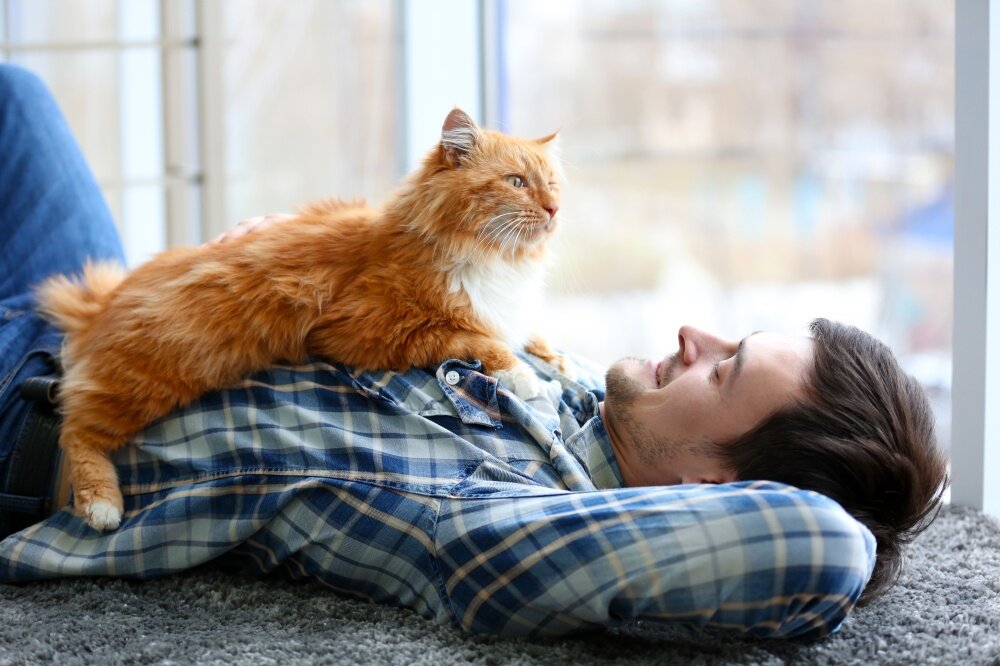 Как кошки выражают свою любовь к хозяину?