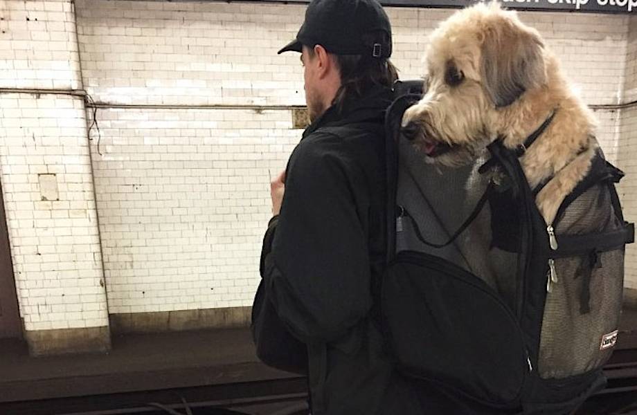 Можно ли перевозить большую собаку в метро?