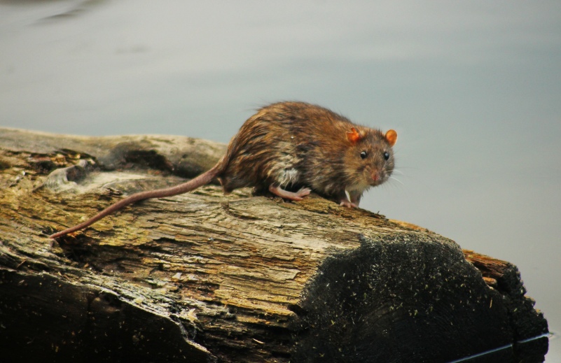 Крысы в птичнике и во дворе: способы избавиться и препараты