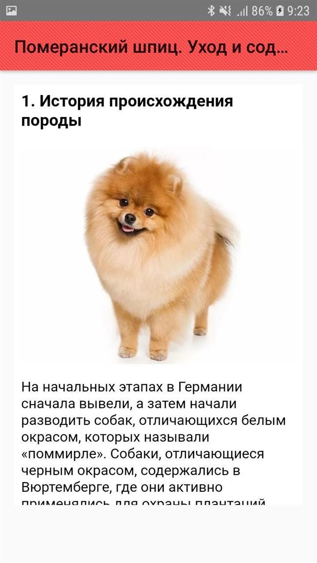 «золотые» породы: самая дорогая собака в мире