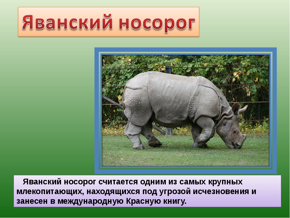 Белый носорог описание животного