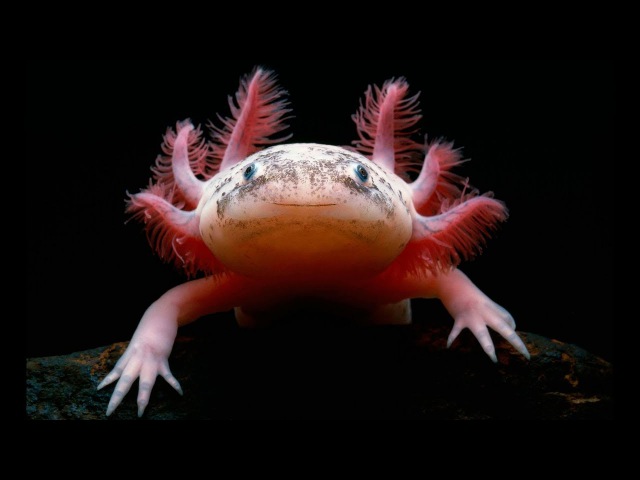 Аксолотль ???? (axolotl, ambystoma mexicanum): содержание, виды , совместимость, размножение, фото-видео обзор - aqa.wiki