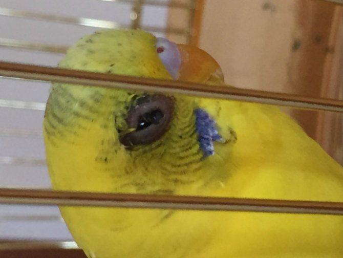 Почему бывает понос у попугая и как его лечитьветлечебница рос-вет