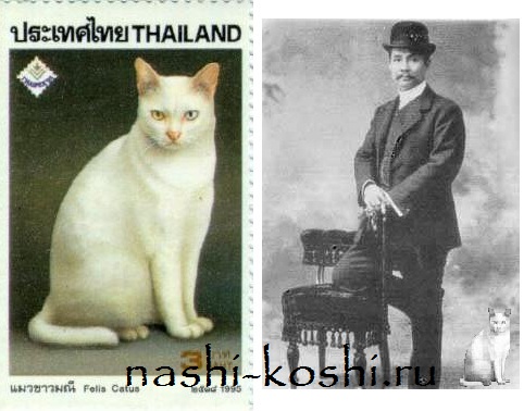 Као мани (39 фото): особенности этой породы кошек, описание внешности тайских котов. как определить здоровых котят?
