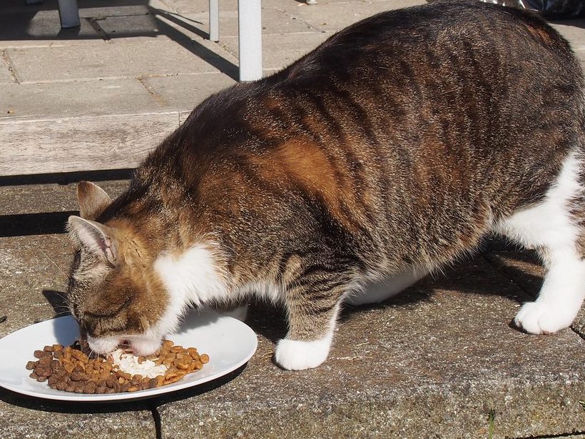 Ожирение и лишний вес у кошек: что делать?