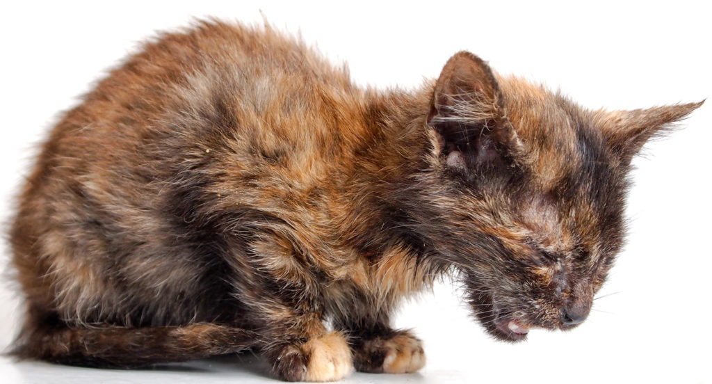 Панлейкопения у кошек симптомы и лечение