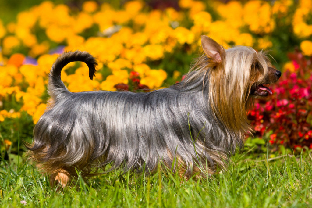 Йоркширский терьер собака. описание, особенности, виды, уход и цена породы