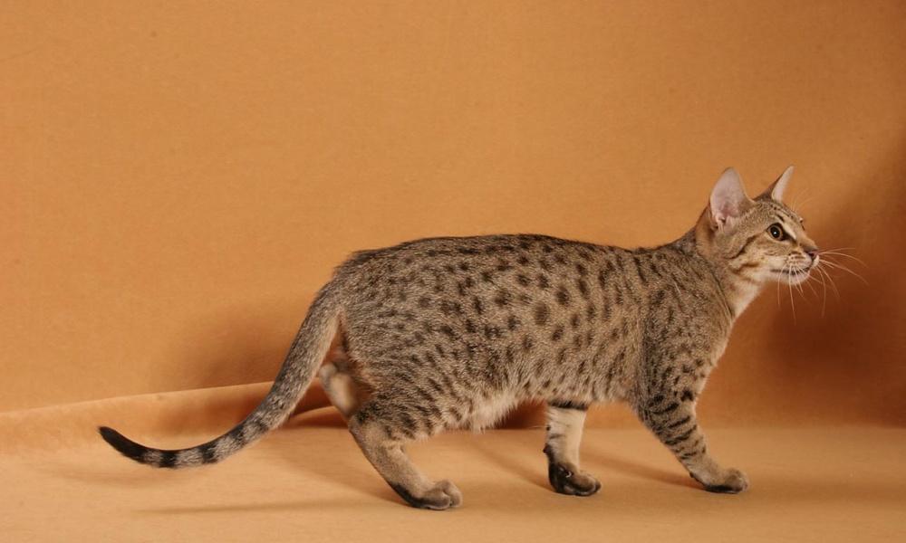 Порода кошек невская маскарадная - как ухаживать за кошкой со сложным характером (140 фото)