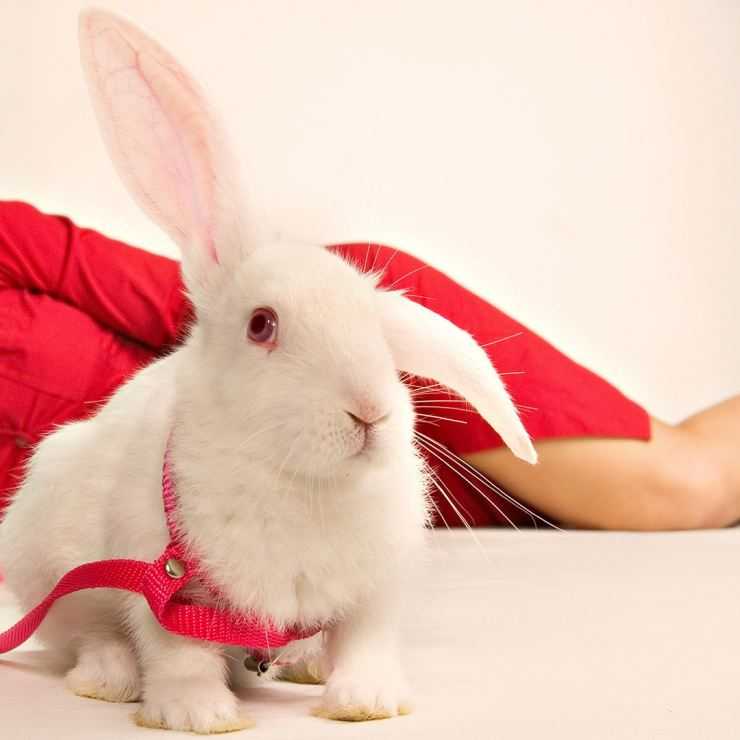Имена для карликовых кроликов: как назвать любимца?