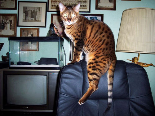 Самые большие коты и кошки — фото кошек крупных пород