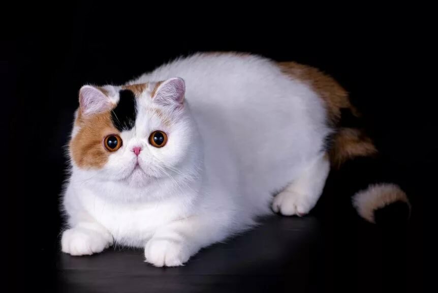 Экзотическая кошка(экзот) фото, описание экзотической короткошерстной, цена катят, отзывы