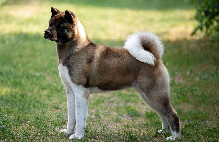 Большая японская собака: американская акита