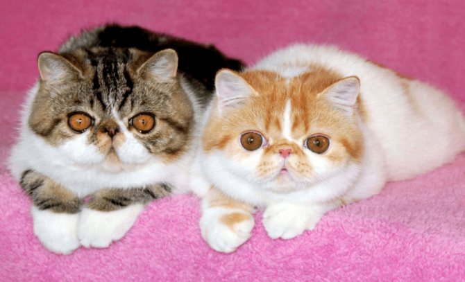 Коты с приплюснутой мордой: породы и особенности брахиоцефальных кошек