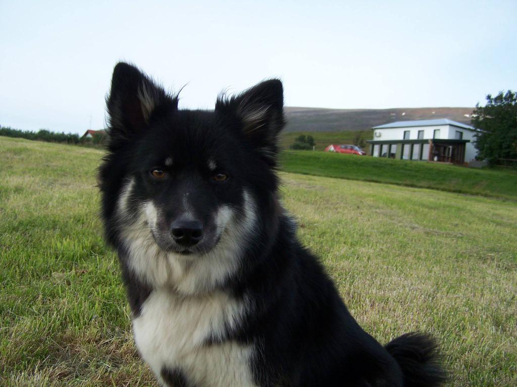 Исландская собака (Исландская овчарка)
