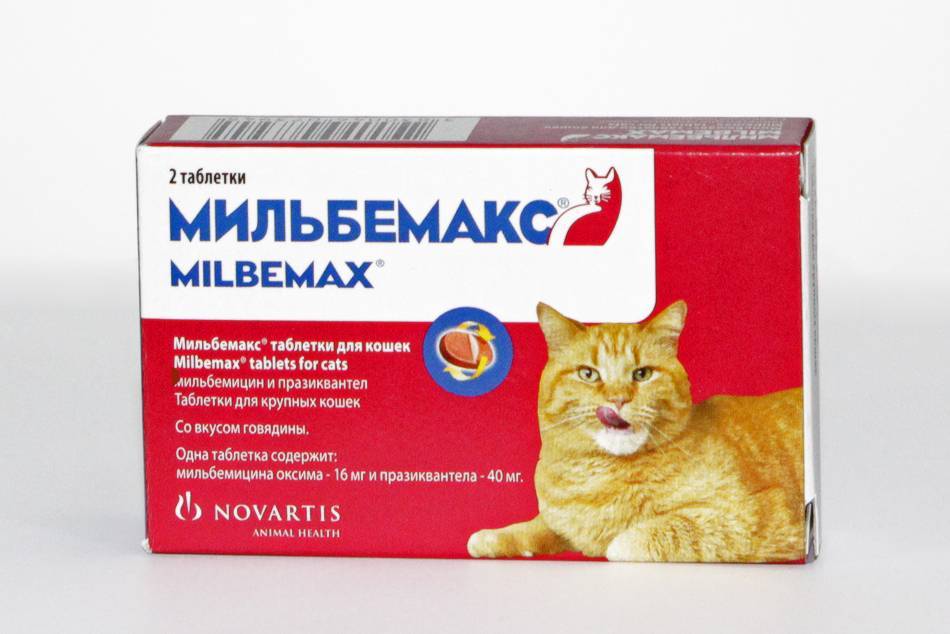 Как правильно давать таблетки кошке