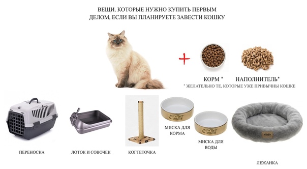 Правила перевода кошки на сухой корм