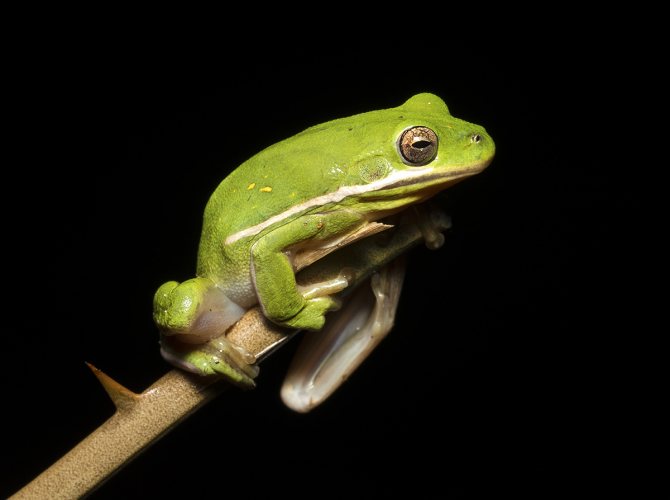 Австралийская зеленая квакша - australian green tree frog - abcdef.wiki