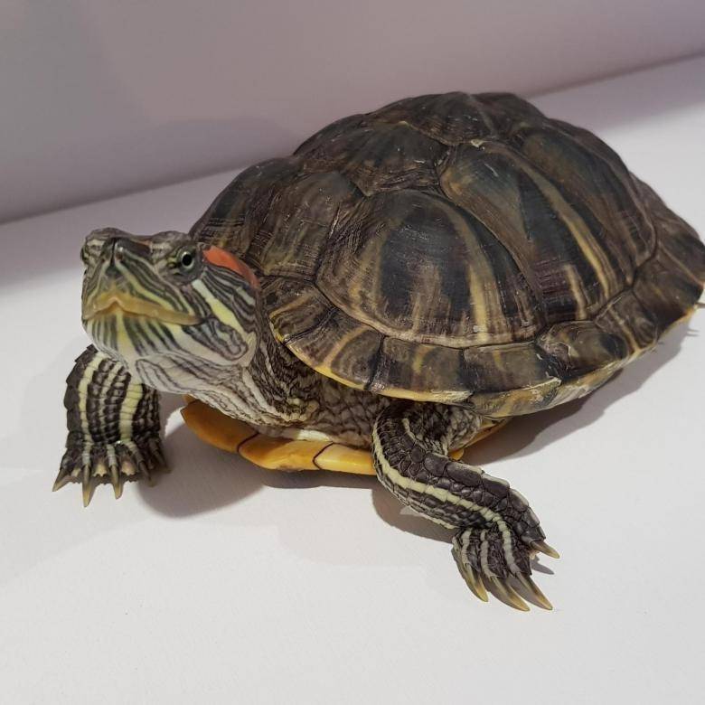 Продолжительность жизни красноухой черепахи