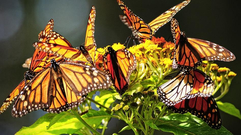 Бабочка-монарх - вики