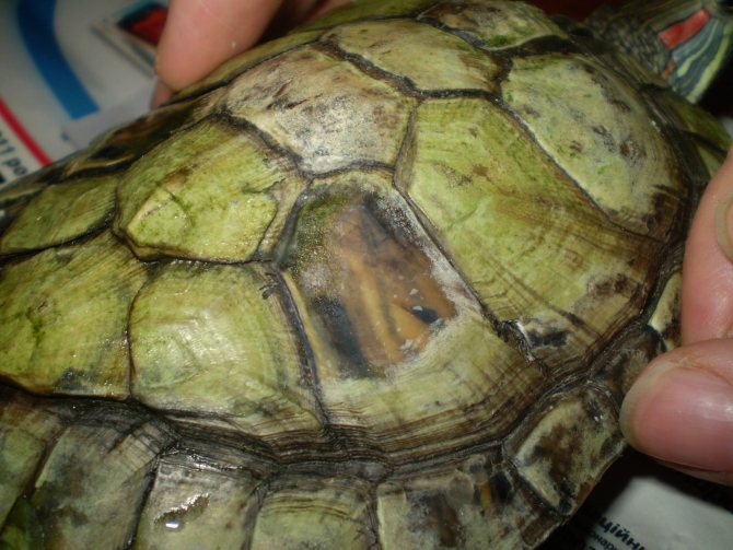 У черепахи мягкий панцирь. у сухопутной черепахи мягкий панцирь, что делать?