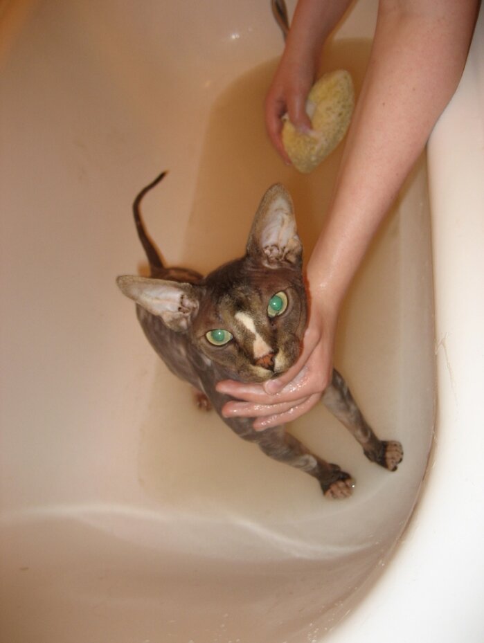Можно ли кошку мыть обычным шампунем и что будет?