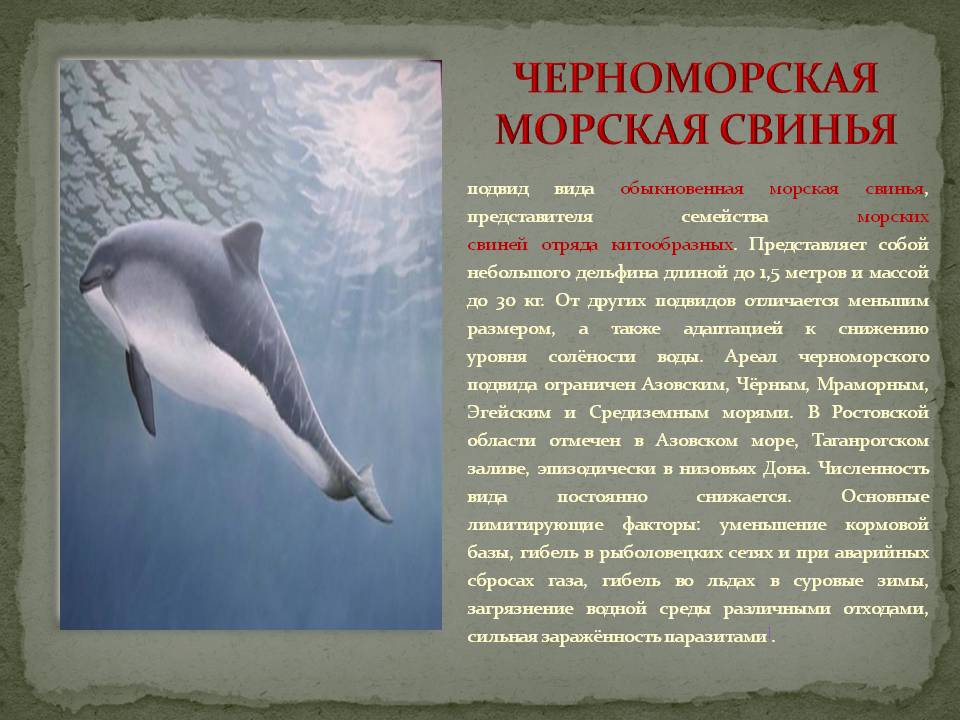 Морская свинка животное. описание, особенности, уход и цена морских свинок | живность.ру