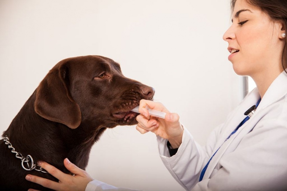 Как давать лекарство животным: кошке, собаке и прочим. все методы.
