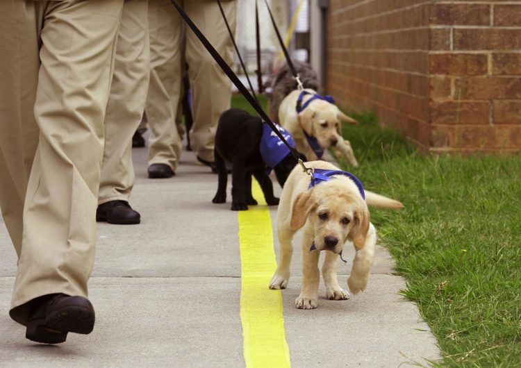 ᐉ собаки-поводыри: 5 самых подходящих пород, особенности обучения для работе со слепыми - kcc-zoo.ru