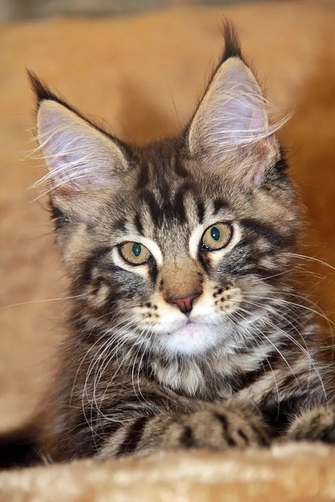 Кошки с кисточками на ушах домашние фото и названия