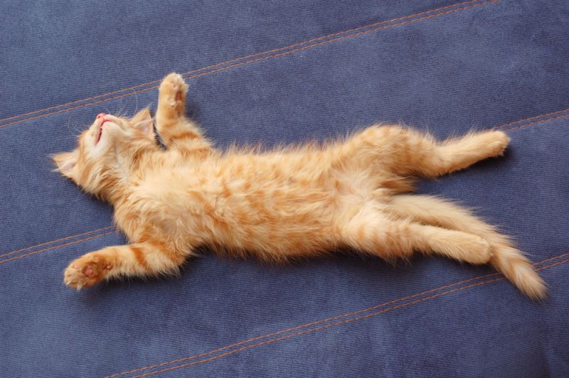 Почему кошка спит на спине: топ-8 причин
почему кошка спит на спине: топ-8 причин