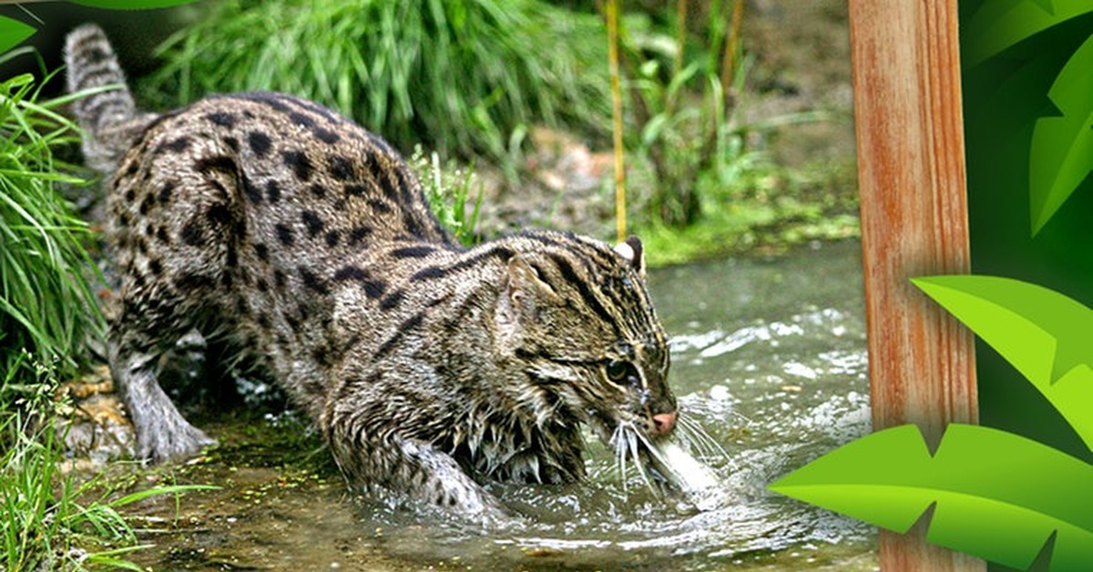Виверровый кот-рыболов. можно ли держать в домашних условиях? советы +видео