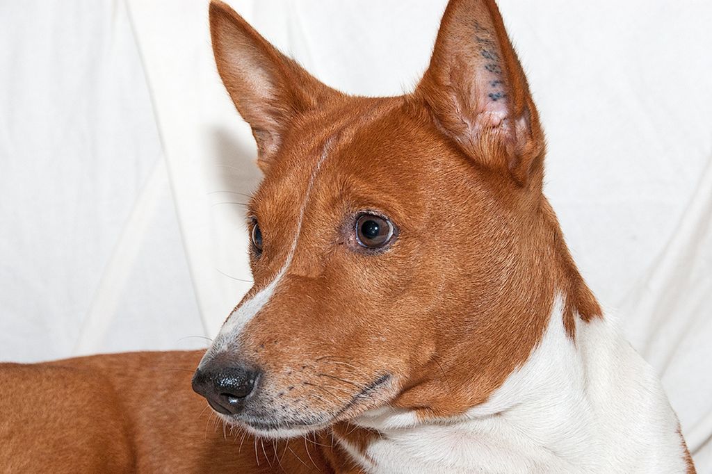 Басенджи: описание породы собак