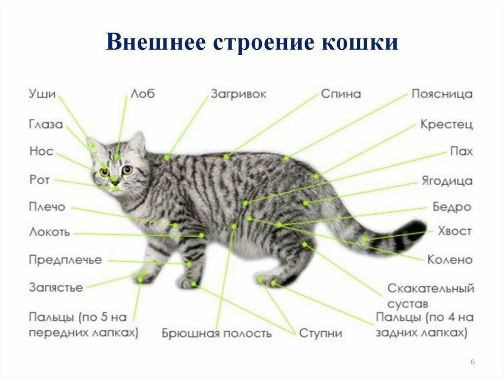 Где и почему запрещены домашние кошки?