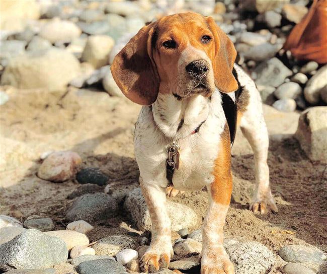 Особенности породы собак бигль | блог ветклиники "беланта"