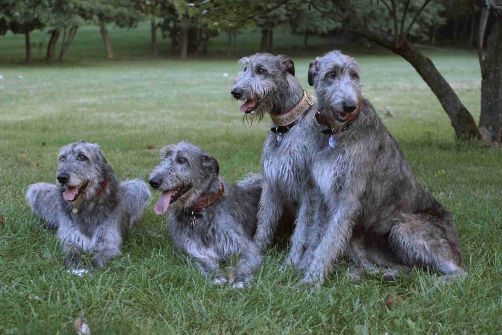 Описание породы собак ирландский волкодав с отзывами владельцев, фото и видео