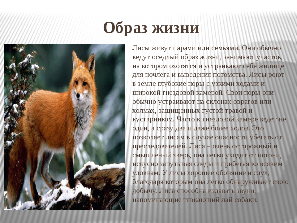 Виды лис. описание, особенности, названия и образ жизни видов лисиц | животный мир