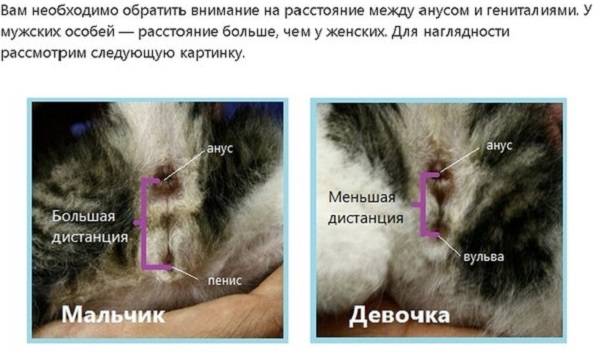 Как отличить кота от кошки: при рождении, по поведению, по морде, по цвету | zoosecrets