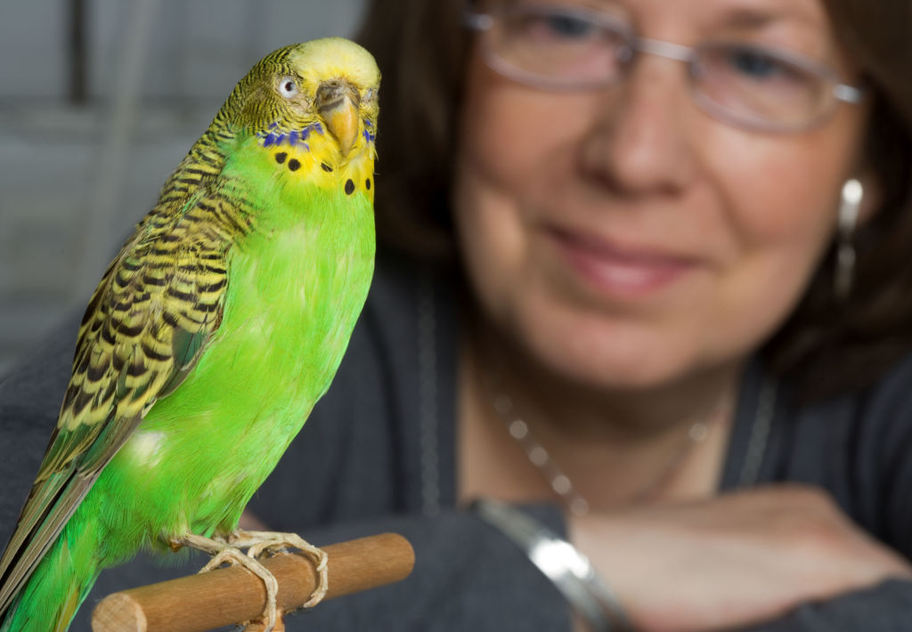 Как научить разговаривать волнистого попугая в домашних условиях: правила и рекомендации по обучению птицы