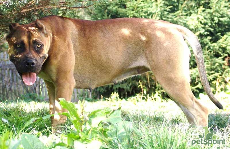 Аланская собака: как выглядит порода, описание ее характера и нюансы содержания