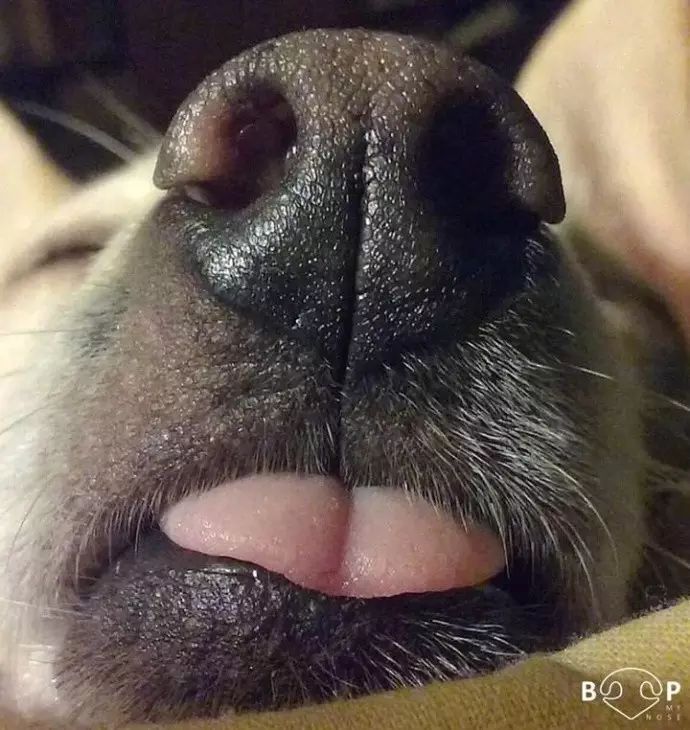 Отчего у собаки трескается нос: причины, симптомы и лечение