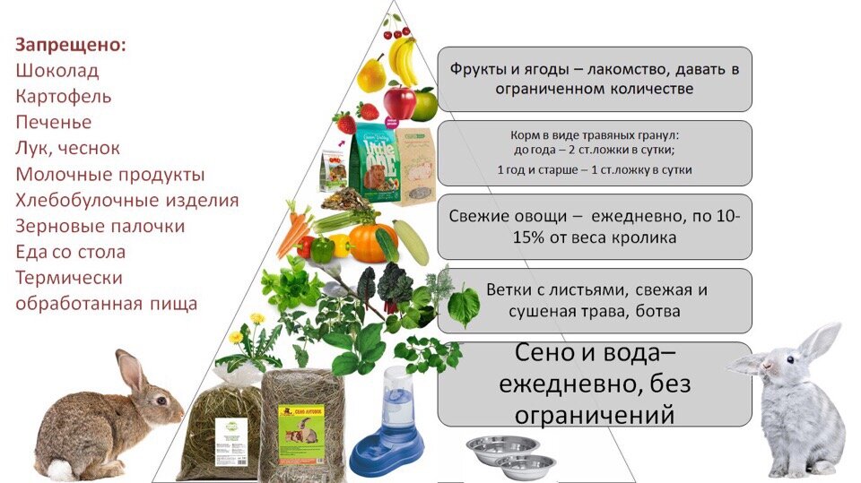 ᐉ чем кормить декоративного кролика - разрешенные продукты - zooon.ru