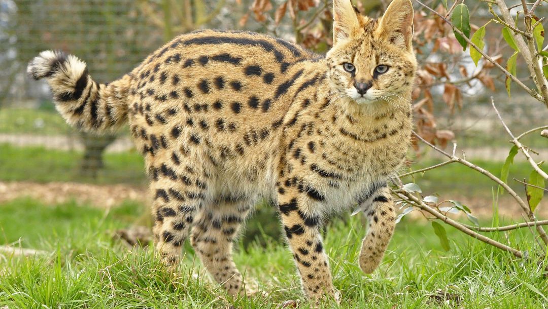 Сервал – кошка родом из африки, описание породы, особенности ухода, воспитания и кормления