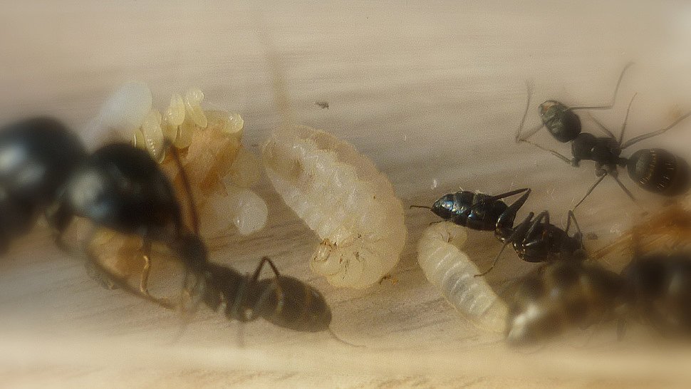 Camponotus singularis : описание, содержание, кормление, уход