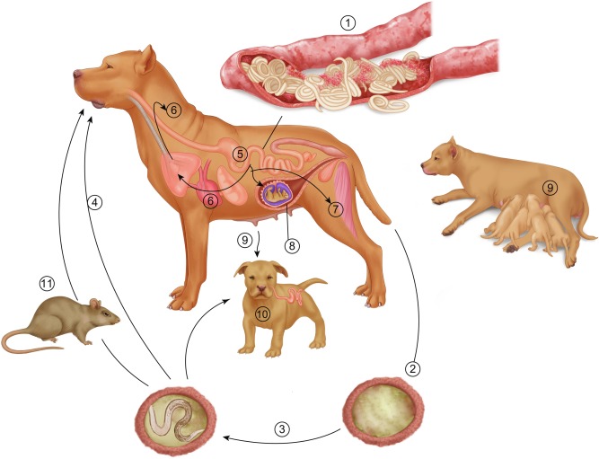 Обработка собак от гельминтов - профилактика заражения собак глистами  в москве. ветеринарная клиника "зоостатус"