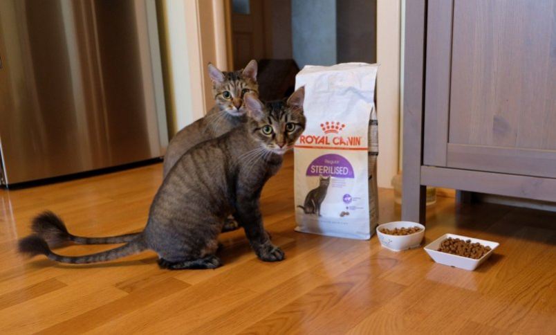 Каким должен быть режим питания кошки?