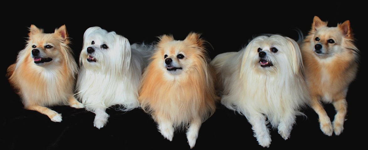 Гипоаллергенные породы собак с фотографиями и названиями