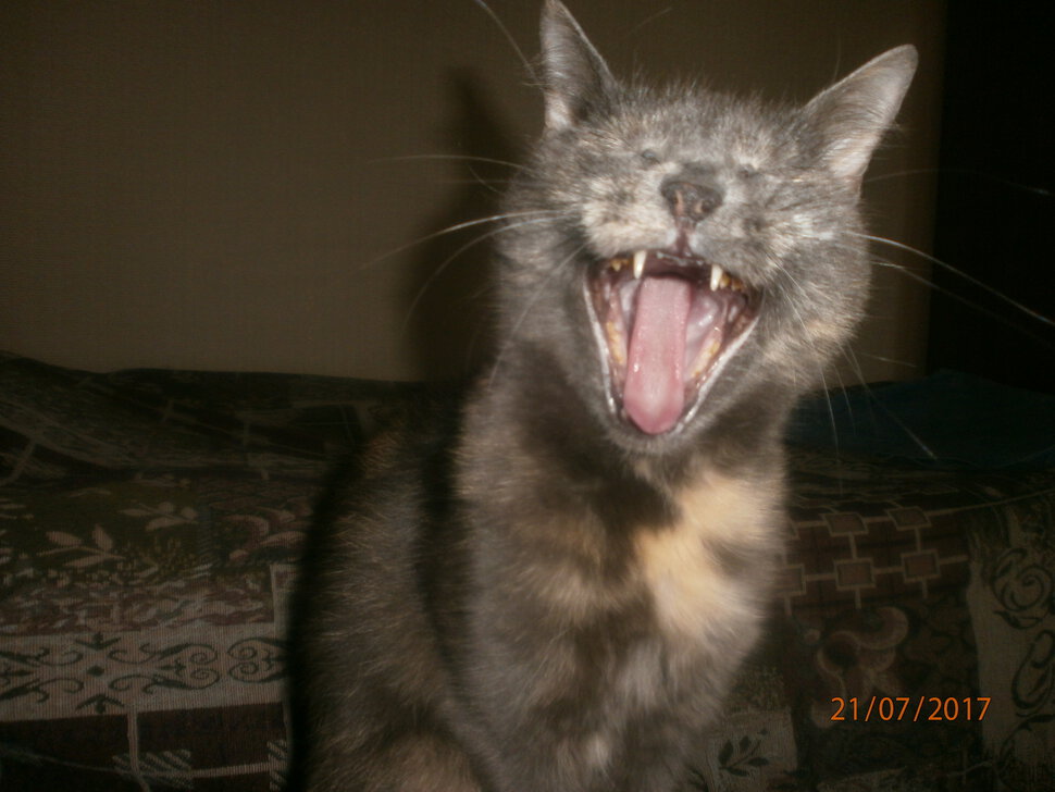 Могут ли коты смеяться