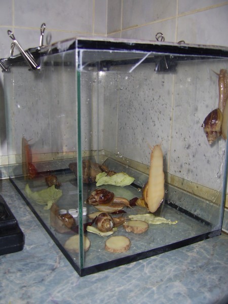 Террариум для улиток ахатин (27 фото): выбор аквариума и контейнера. как обустроить дом и из чего его можно сделать своими руками? вентиляция
