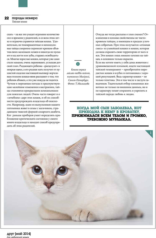 Пиксибоб: описание породы, фото кошки, цена